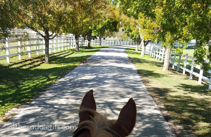 Training in The Off Season for horse and rider with ifthesaddlefits.com