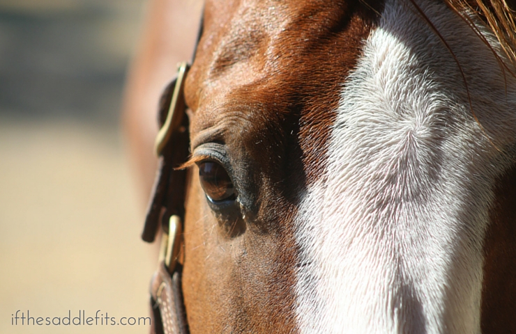 When to let go and just ride with ifthesaddlefits.com