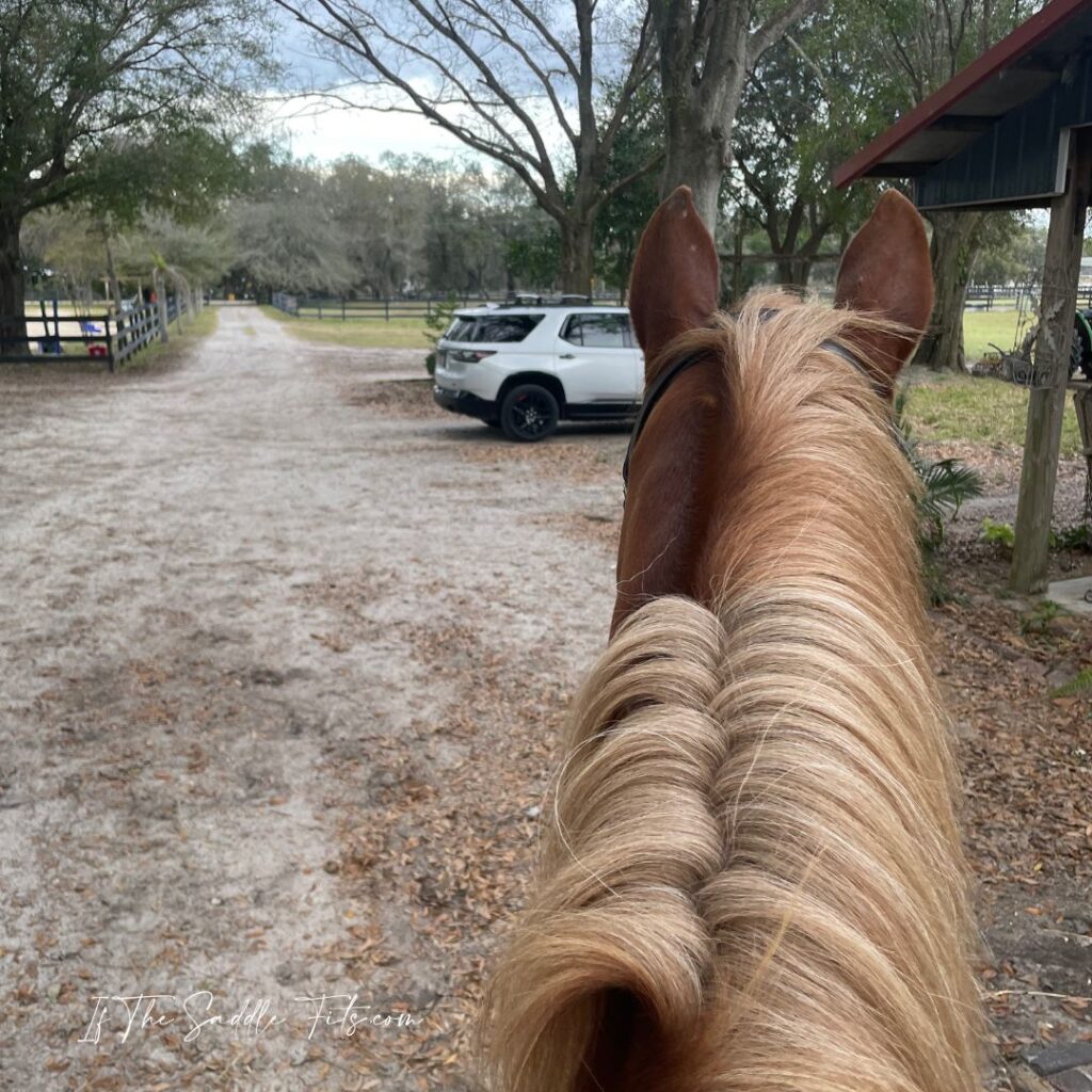 The view when riding a chestnut horse with a flaxen mane, looking down the farm driveway